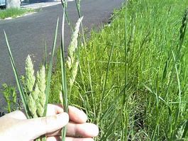 21年花粉飛散状況 カモガヤ はいつ頃 イネ科 カモガヤ で花粉症になる人とは カフェちっくな 日常会話