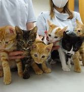 猫を助けて」子猫の里親探しで東京の動物病院が協力を！ 夜間診療 
