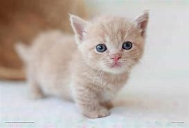 マンチカン保護猫里親希望で、千葉県では気持ちも譲渡 猫舎で