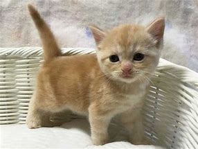 無料で猫を譲ります の里親募集の掲示板サイトに 保護猫を無料譲渡する飼い主さん投稿 アニメ ドラマ お役立ち情報サイト カフェちっくな日常会話 無料で猫を譲ります の里親募集の掲示板サイトに 保護猫を無料譲渡する飼い主さん投稿 アニメ ドラマ お役立ち情報サイト カフェちっくな日常会話