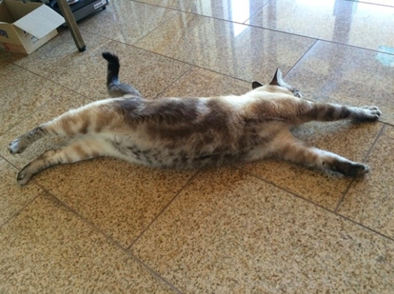 猫を抱っこすると足をピーンと伸ばすのはなぜ 伸び縮みする猫の体