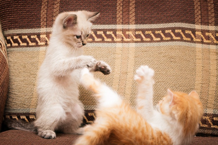 猫の取っ組み合いはいつまで続くの 喧嘩とじゃれ合いの見分け方