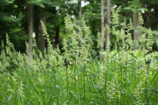 カモガヤの花粉飛散時期22をチェック イネ科で帰化植物は飛散期間が長い