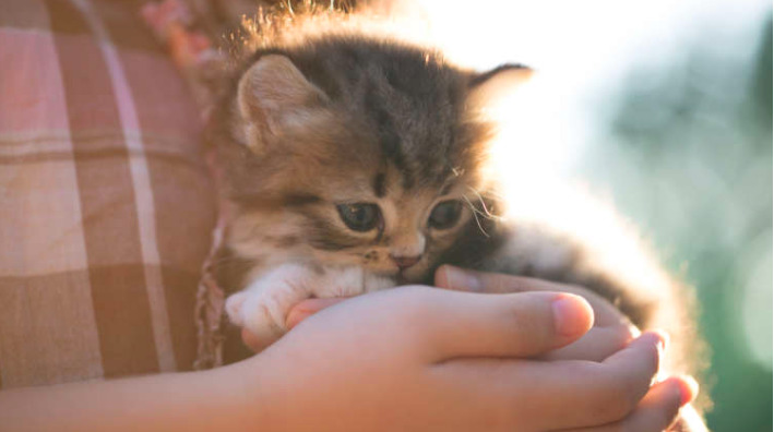 里親募集 猫がほしい方のための掲示板サイトは充実 活用してみよう