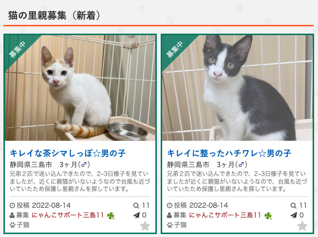 里親 募集 猫 が ほしい 方 の ため の 掲示板