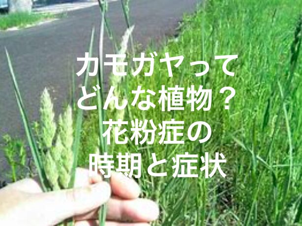 カモガヤってどんな植物?花粉症の時期と症状を徹底解説 | 「アニメ・ドラマ・お役立ち情報サイト」 カフェちっくな日常会話